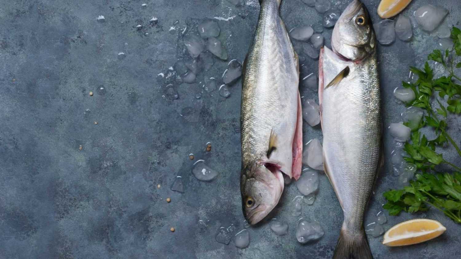 Fresh fish bluefish with ice, salt and lemon on a blue background