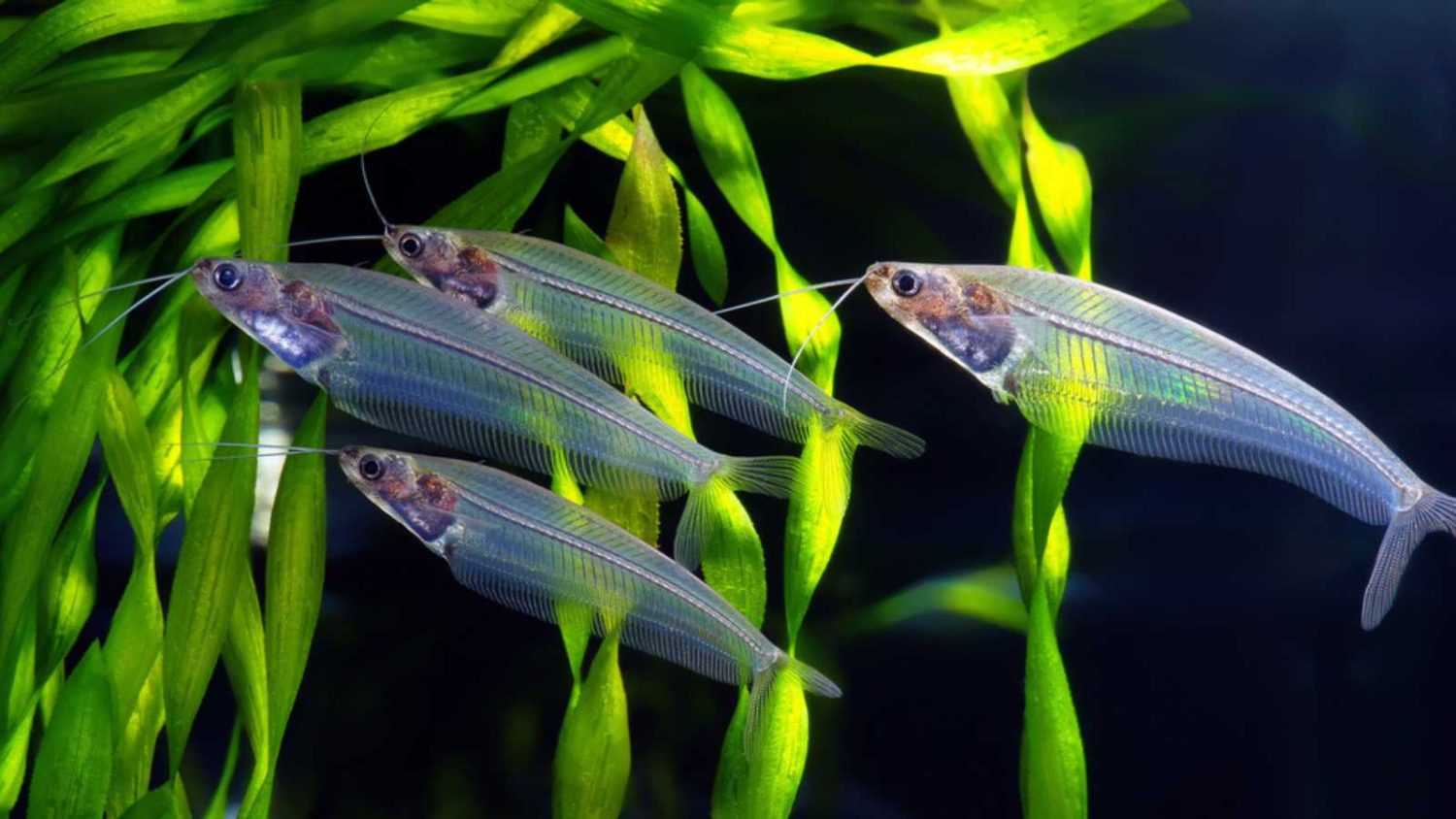 flock of glass catfish