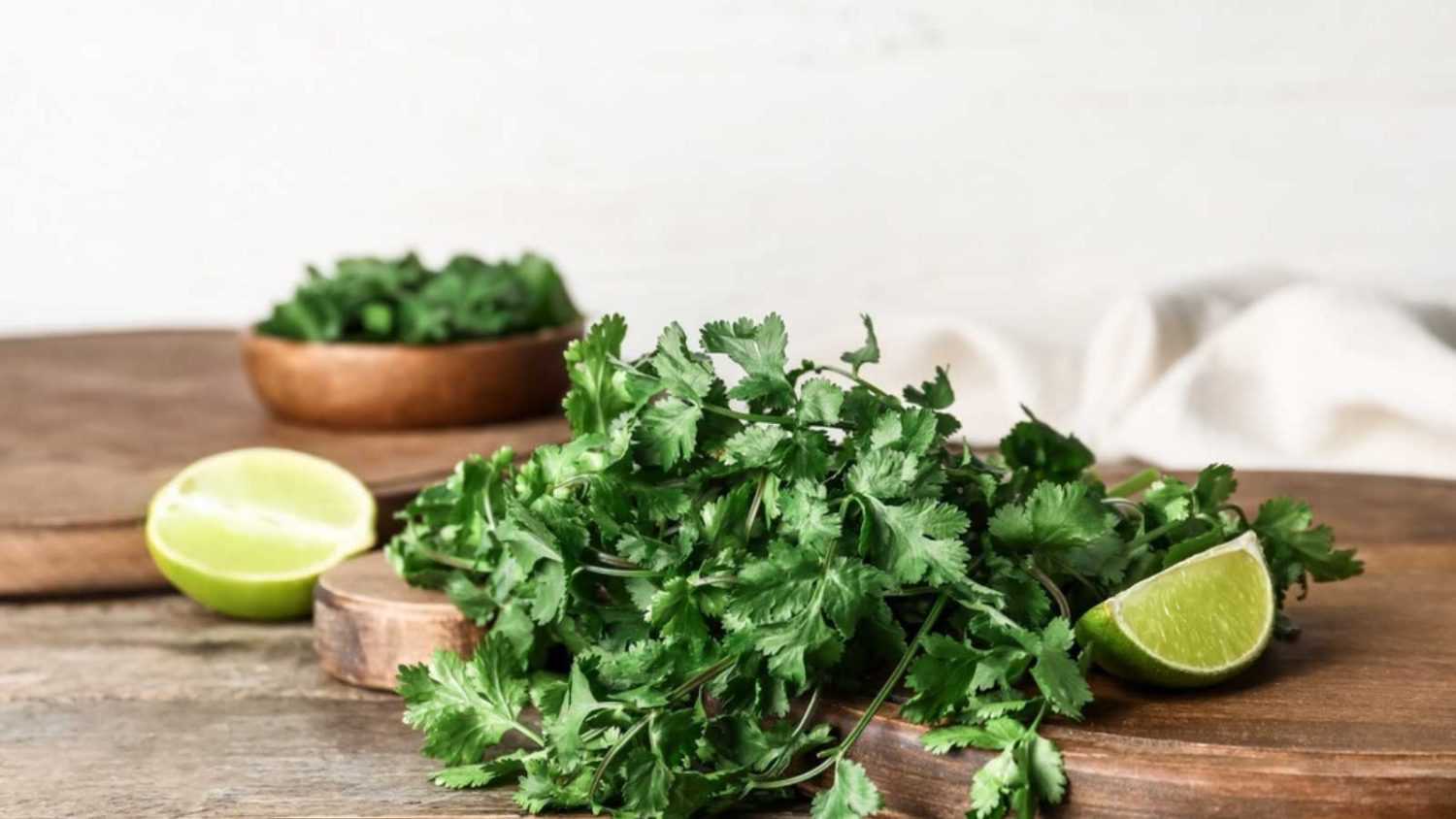 Cilantro 