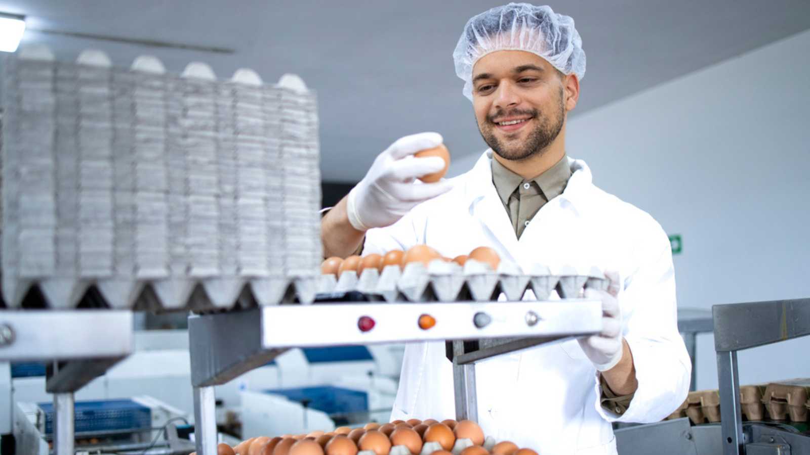 Technologist in sterile clothing, hairnet and hygienic gloves checking quality of industrially produced egg in food processing plant or farm.
