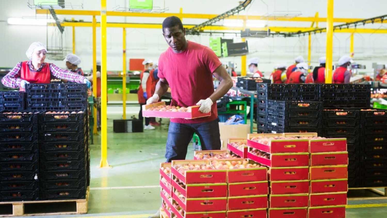 African male warehouse employee loading boxes with fresh nectarines at fruits warehouse
