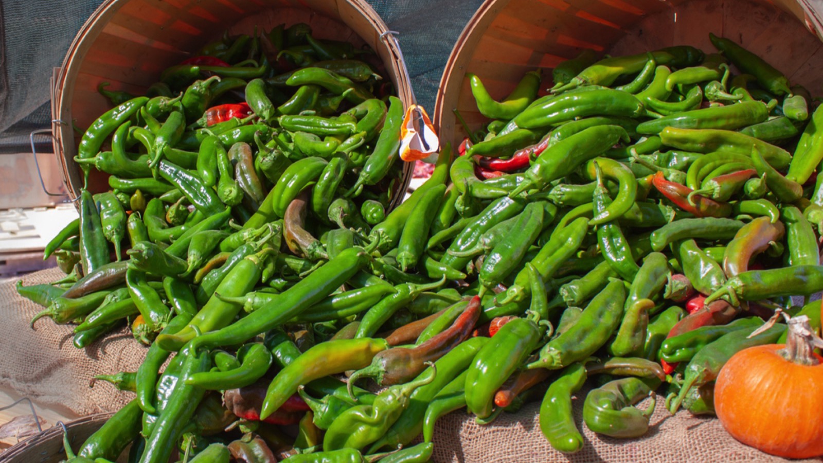 New Mexico Hatch Valley green chiles overflowing from harvest baskets following the chile pepper harvest in Albuquerque