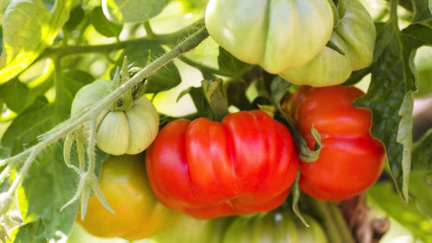 Beefsteak tomatoes