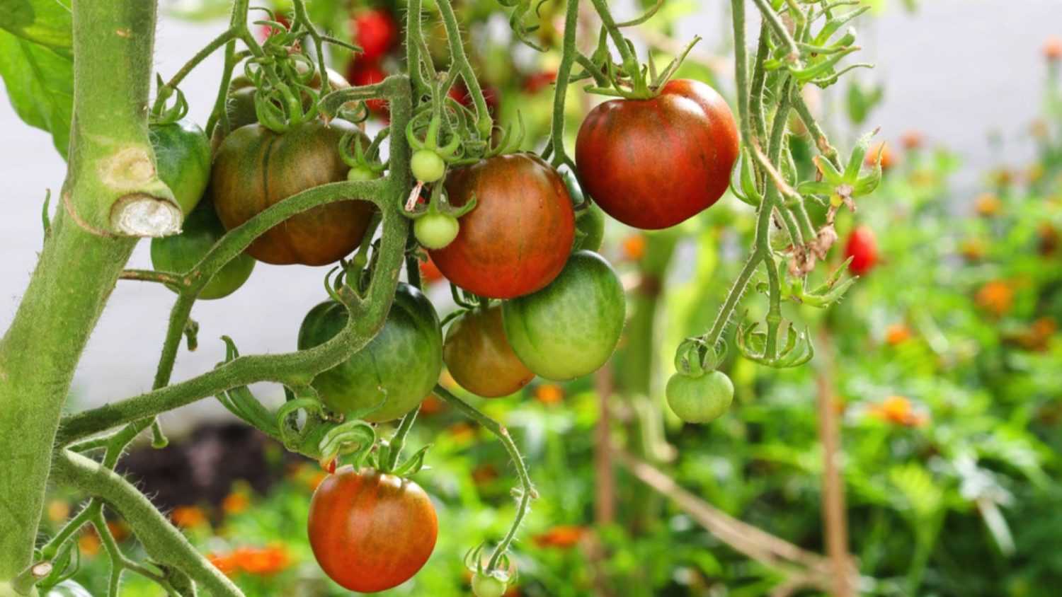 Black Opal tomato plant