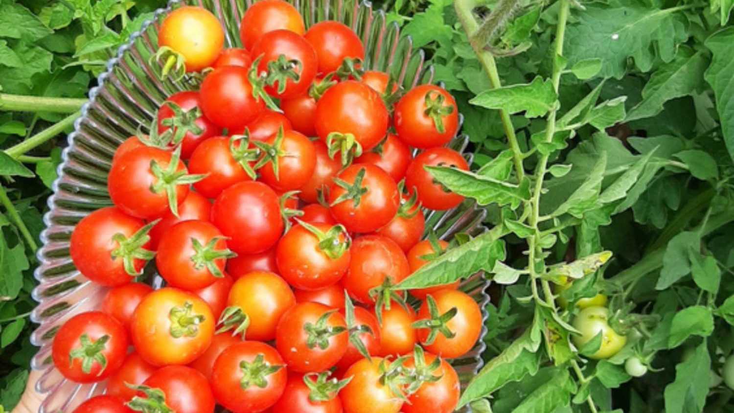 Gardener's Delight cherry tomato seeds have a wonderful, old-fashioned flavour.