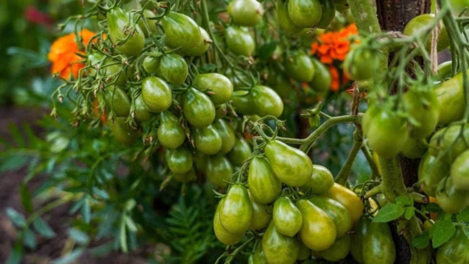 Bunch of small tomato fruits on a tomato plant. Ildi tomato variaty. Marigold flowers in the background.