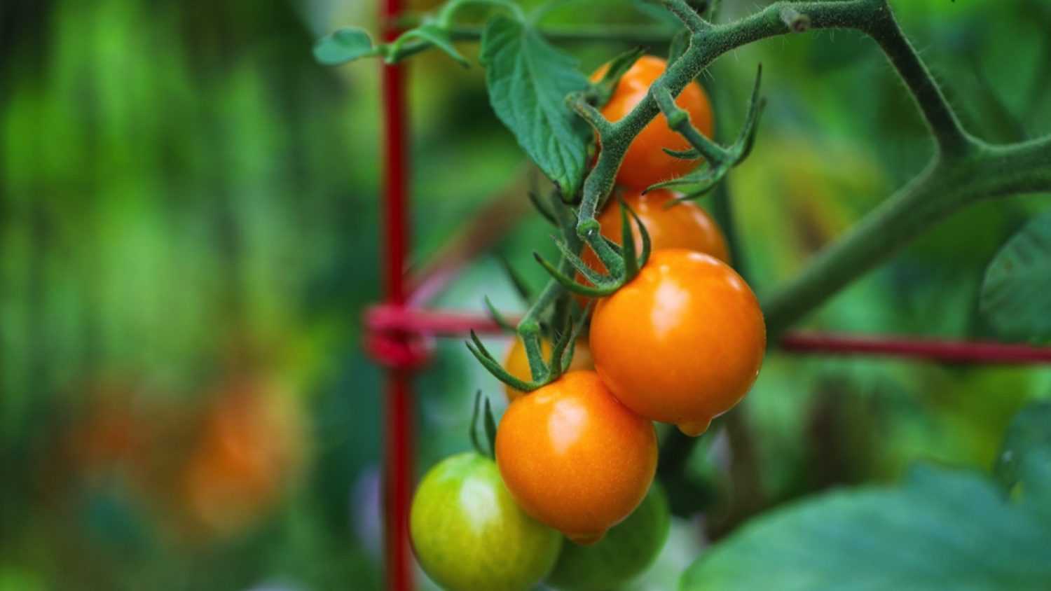 Sungold tomatoes