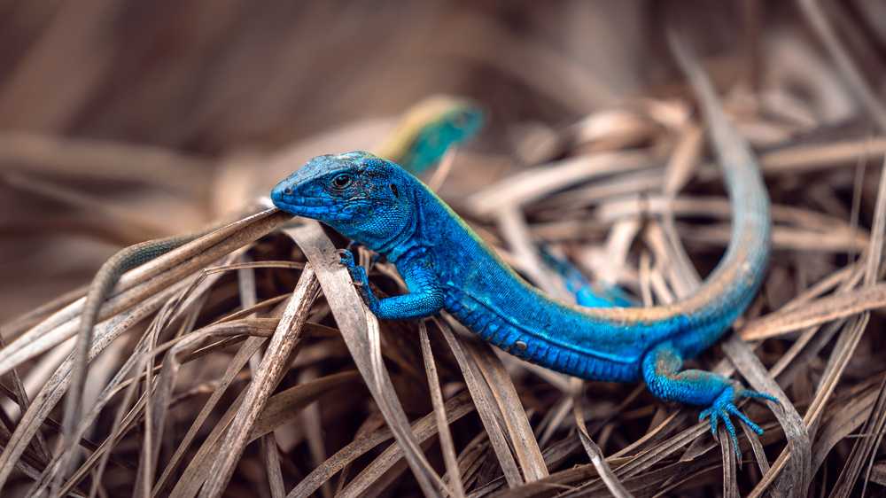 blue lizard