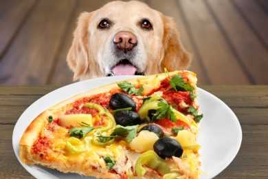 dog eats pizza